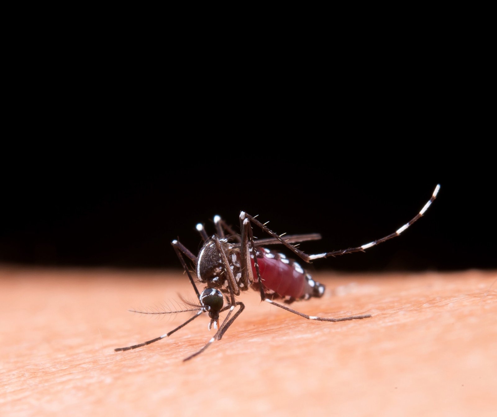 Mosquito da dengue